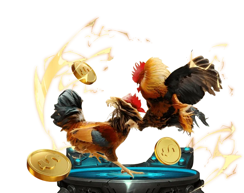 Trận đá gà kịch tính